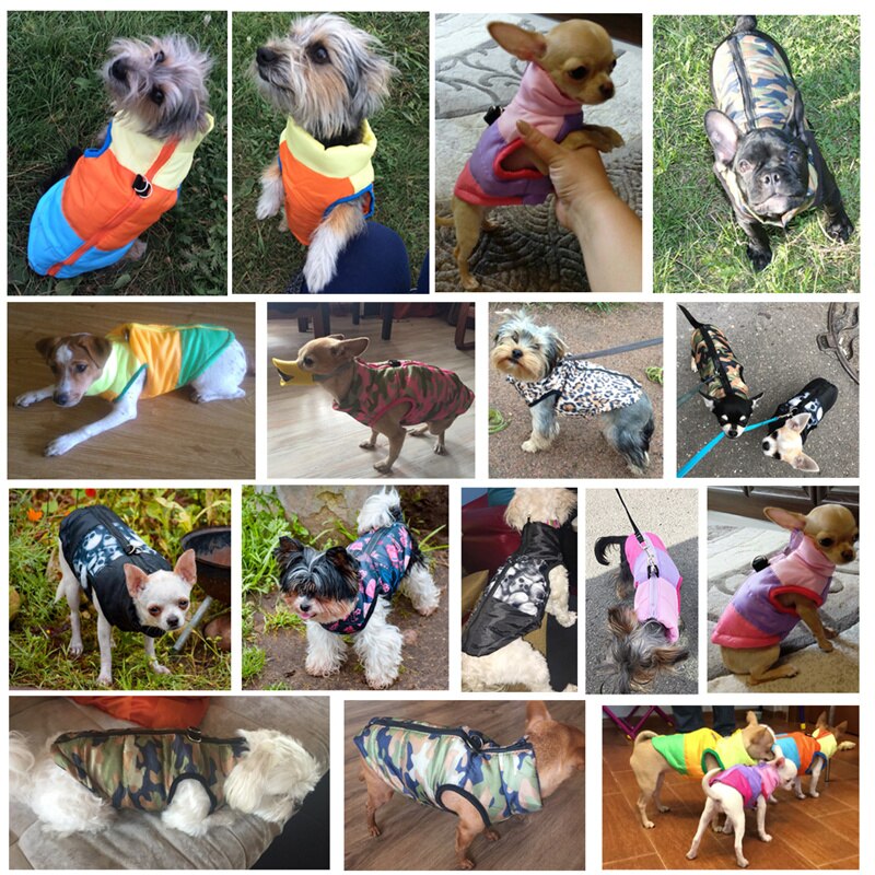 Autumn/Winter Wear for Dogs