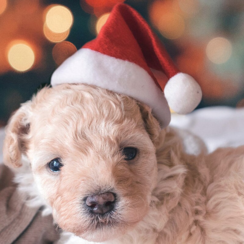 Christmas Pet Santa Hat